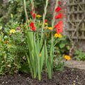 Releasable Plant Support - Adjustable for Multiple Stems