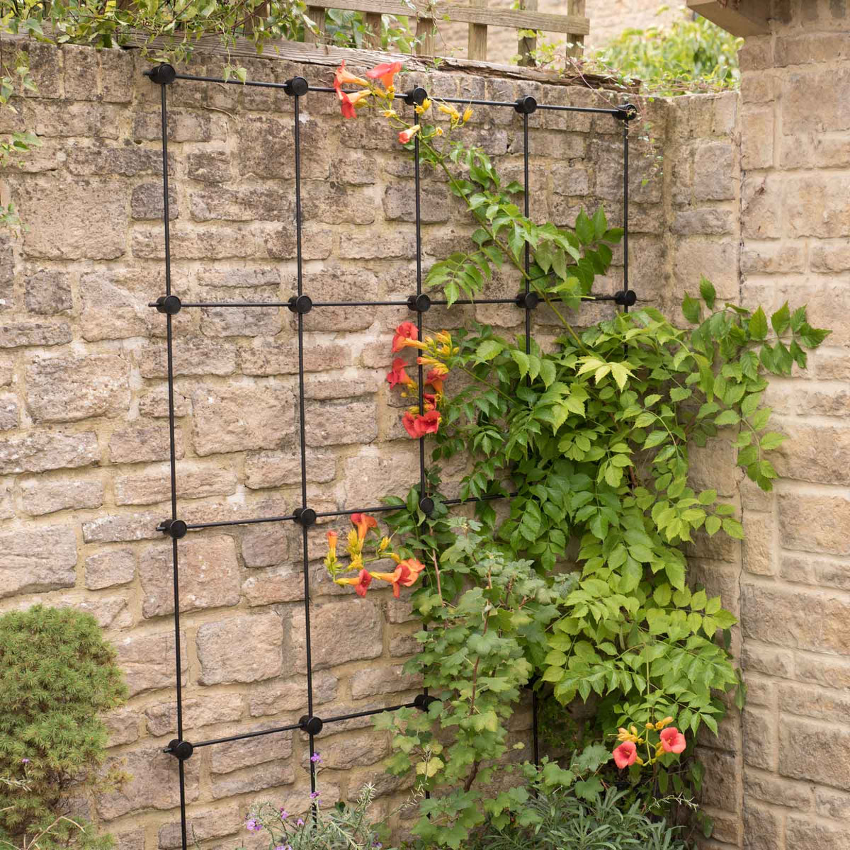 Trellis System Kit - Various Sizes - Ideal for Climbing Plants