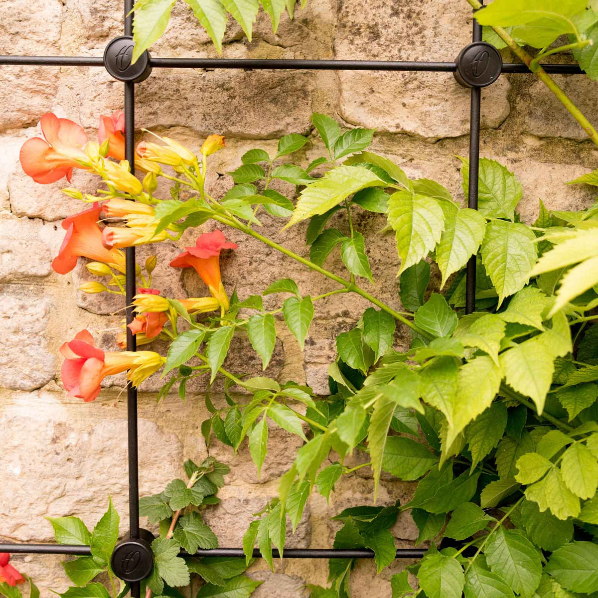 Trellis System Kit - Various Sizes - Ideal for Climbing Plants, photo 4