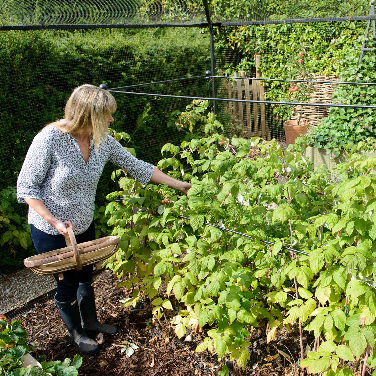 10mm Steel Support Frame for Autumn Raspberry Canes, photo 2