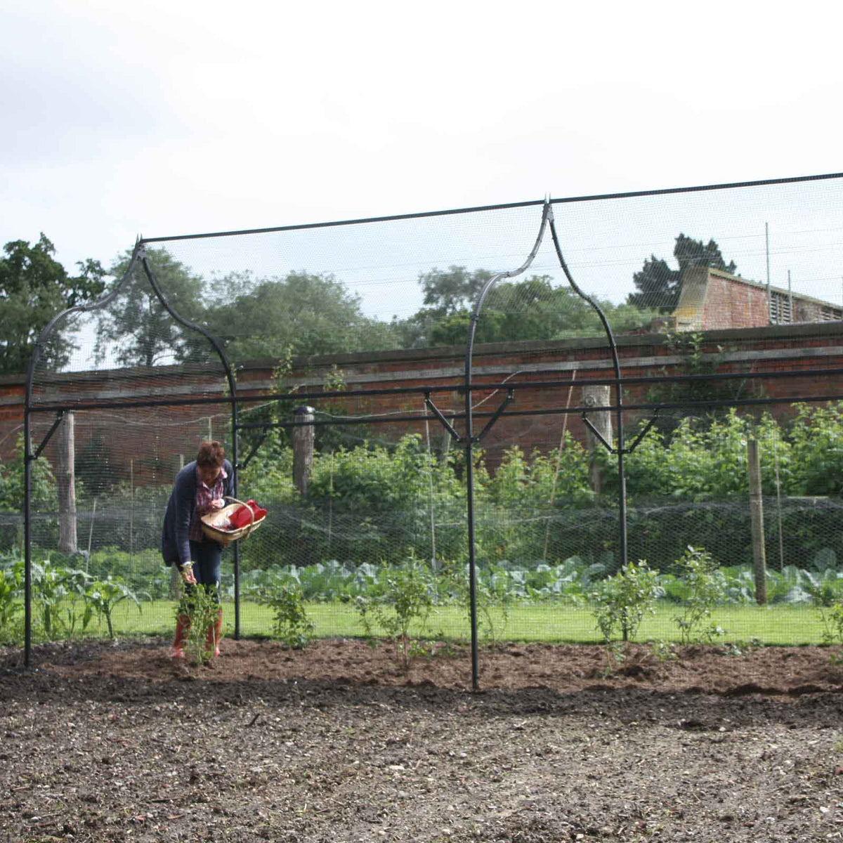 Ogee Arch Fruit Cage, photo 3