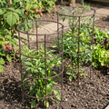 5 Ring Grow Through Support 14cm Diameter