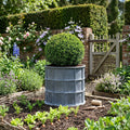 Round Steel Planter 17th Century Design