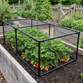Strawberry Cage with Heavy Duty Bird Netting